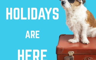 Holidaying with Your Dog: Packing Made Simple