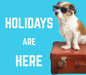 Holidaying with Your Dog: Packing Made Simple