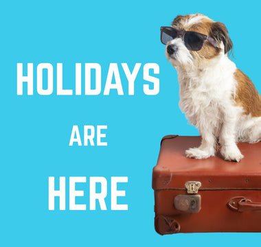 Holidaying with Your Dog: Packing Made Simple