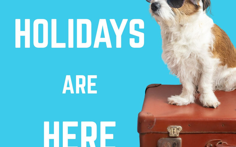 Holidaying with Your Dog: Packing Made Simple