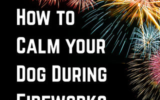 How to calm your dog during fireworks