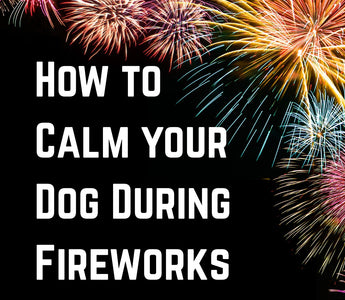 How to calm your dog during fireworks