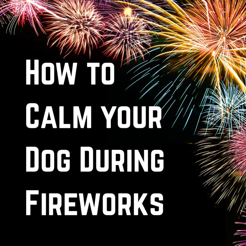 How to calm your dog during fireworks