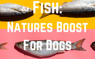 Fish: Natures Boost for Dogs