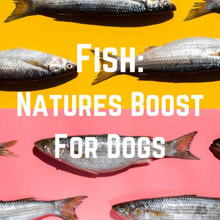 Fish: Natures Boost for Dogs