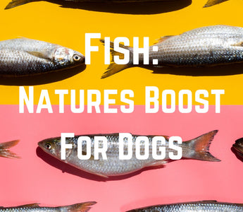 Fish: Natures Boost for Dogs