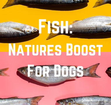 Fish: Natures Boost for Dogs