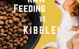 Raw Feeding vs. Kibble: What’s Best for Your Pet?