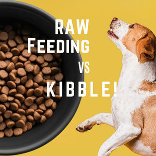 Raw Feeding vs. Kibble: What’s Best for Your Pet?