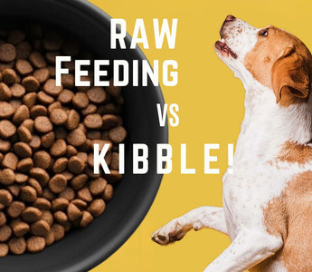 Raw Feeding vs. Kibble: What’s Best for Your Pet?