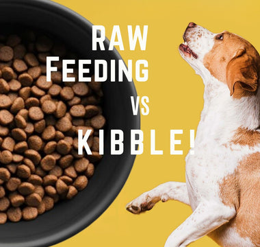 Raw Feeding vs. Kibble: What’s Best for Your Pet?