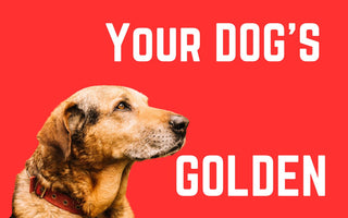 Feeding Your Dog's Golden Years