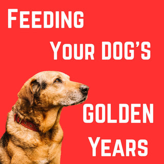 Feeding Your Dog's Golden Years