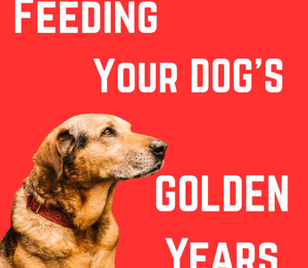Feeding Your Dog's Golden Years