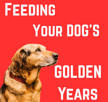 Feeding Your Dog's Golden Years